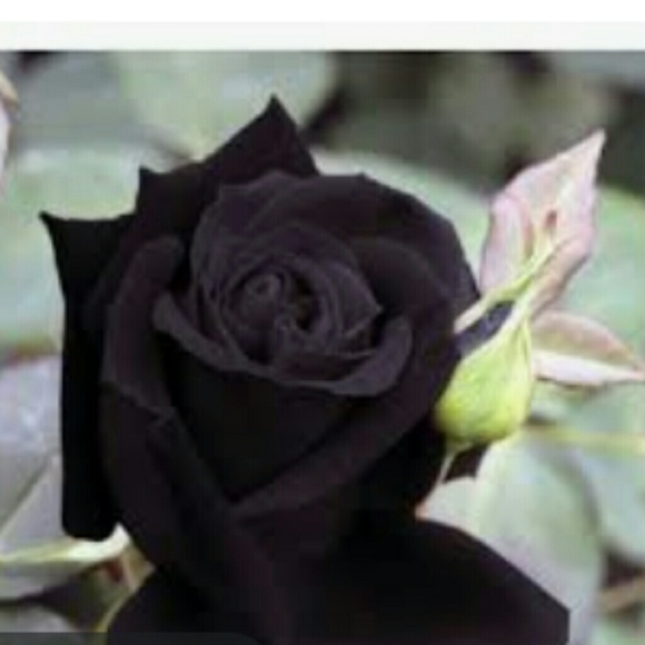 Meet your Posher - Picture 1 of 1